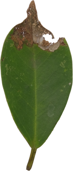 Dove Mettere Bonsai 1 Come e dove mettere bonsai: consigli per la posizione ideale in casa e in giardino