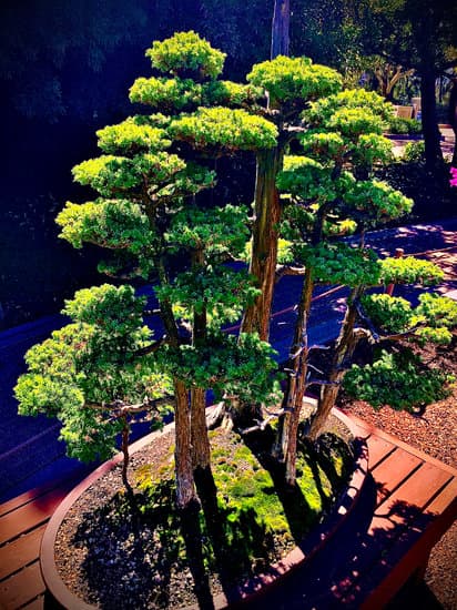 Quando Potare Un Ficus Bonsai 1 Scopri quando potare un Ficus Bonsai per garantire la sua salute e crescita ottimale