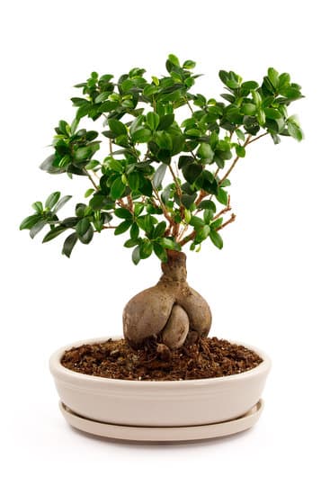 Come Coltivare Un Bonsai Di Olivo 1 Scopri come coltivare un bonsai di olivo con i nostri consigli esperti e pratici