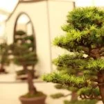 Dove Comprare Semi Bonsai Scopri i migliori negozi online dove comprare semi bonsai di alta qualità
