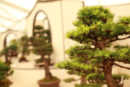 Dove Comprare Semi Bonsai 1 Scopri i migliori negozi online dove comprare semi bonsai di alta qualità