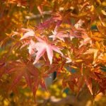 Come Fare Bonsai Da Talea Guida pratica su come fare bonsai da talea