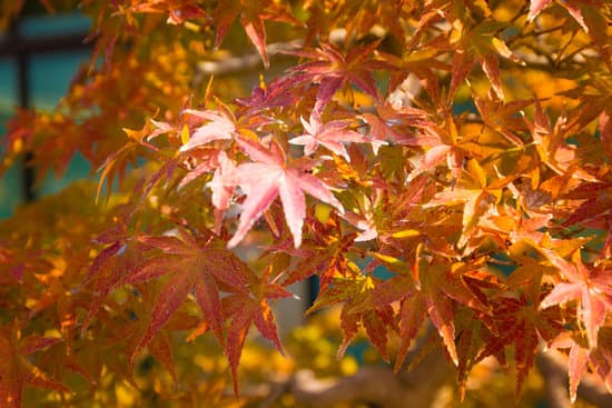 Come Fare Bonsai Da Talea 1 Guida pratica su come fare bonsai da talea