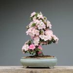 Come Fare Il Bonsai Di Rosmarino Guida pratica su come fare il bonsai di rosmarino: segreti e consigli per il tuo progetto verde