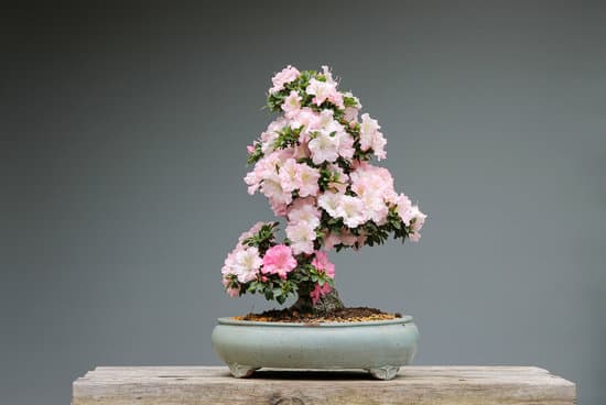 Come Fare Il Bonsai Di Rosmarino 1 Guida pratica su come fare il bonsai di rosmarino: segreti e consigli per il tuo progetto verde
