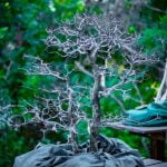 Dove Posizionare Un Bonsai Come e Dove Posizionare un Bonsai per una Crescita Ottimale