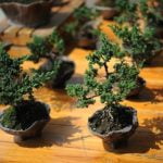 Come Bagnare Bonsai Cotoneaster Scopri come bagnare il bonsai cotoneaster con cura per garantirne la salute e la bellezza