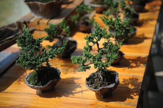 Come Bagnare Bonsai Cotoneaster 1 Scopri come bagnare il bonsai cotoneaster con cura per garantirne la salute e la bellezza