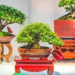 Come Tenere I Bonsai in Casa Guida pratica su come tenere i bonsai in casa: consigli, cura e manutenzione