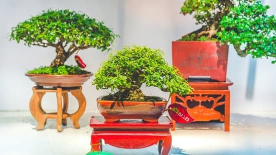 Come Tenere I Bonsai in Casa 1 Guida pratica su come tenere i bonsai in casa: consigli, cura e manutenzione
