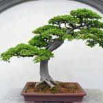 Come Creare Un Bonsai Di Cipresso Guida dettagliata su come creare un bonsai di cipresso: segreti e tecniche da seguire