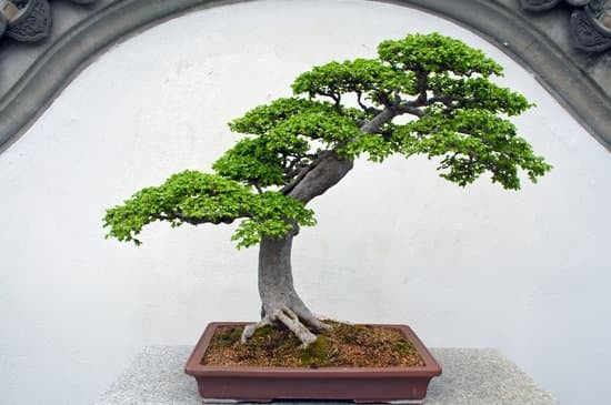 Guida dettagliata su come creare un bonsai di cipresso: segreti e tecniche da seguire