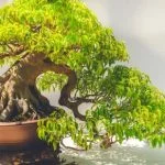 Istruzioni dettagliate su come si usa propoli su bonsai per la cura e la protezione delle piante