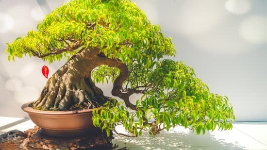 Come Sij Usa Propoli Su Bonsai 17 Istruzioni dettagliate su come si usa propoli su bonsai per la cura e la protezione delle piante