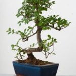 Quante.Volte.Al Giorni Innaffiare Un Seme Bonsai Quante volte al giorno inaffiare un seme bonsai: 2 volte al giorno
