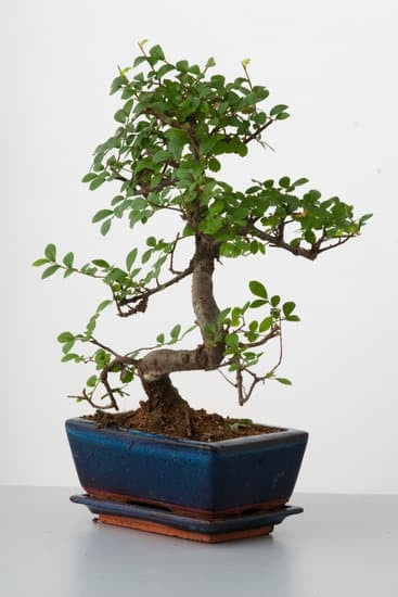 Quante.Volte.Al Giorni Innaffiare Un Seme Bonsai 17 Quante volte al giorno inaffiare un seme bonsai: 2 volte al giorno