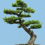 Creare un bonsai di rosmarino richiede pazienza e cura