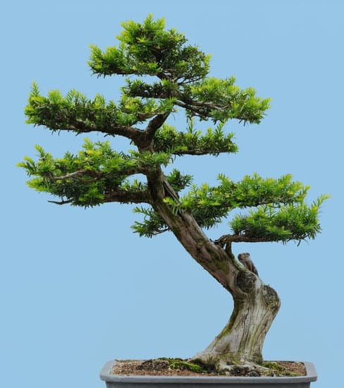 Creare un bonsai di rosmarino richiede pazienza e cura