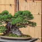 Guide dettagliate su come legare bonsai per una crescita controllata