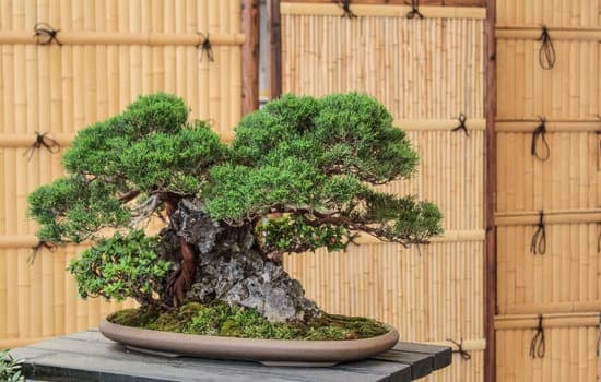 Come Legare Bonsai 1 Guide dettagliate su come legare bonsai per una crescita controllata