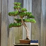 Scopri come si concima il bonsai con i nostri consigli esperti
