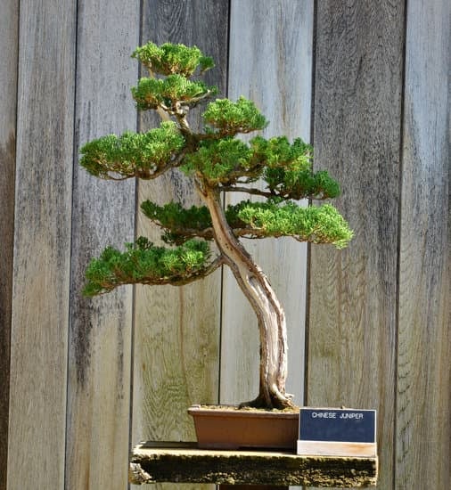 Come Si Concima Il Bonsai 9 Scopri come si concima il bonsai con i nostri consigli esperti