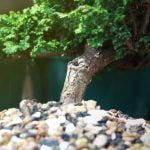 Guida passo passo su come fare bonsai di ulivo