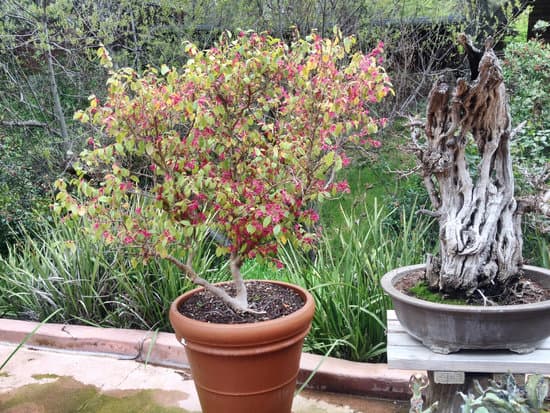 Come Iniziare Bonsai 1 Guida pratica su come iniziare Bonsai: passo dopo passo