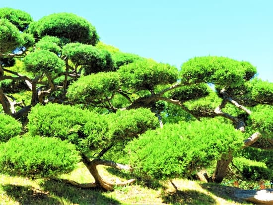 Guida pratica: Come vendere bonsai fatti in casa con successo