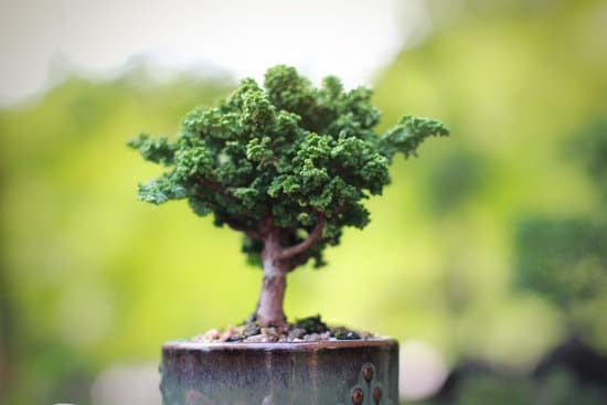 Quanti Tipi Di Bonsai Ci Sono 1 Scopri i vari tipi di bonsai, inclusi quelli da interno e da esterno