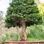 Qual E' Il Significato Letterario Della Parola Bonsai Scopri il fascino letterario della parola chiave 'bonsai' e la sua profonda simbologia