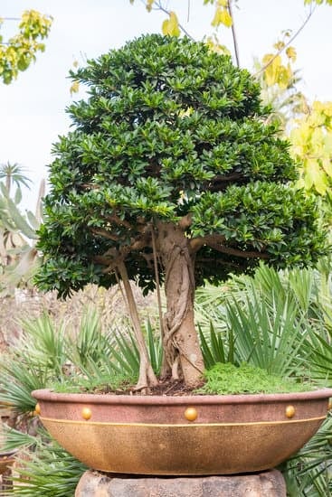 Qual E' Il Significato Letterario Della Parola Bonsai 1 Scopri il fascino letterario della parola chiave 'bonsai' e la sua profonda simbologia