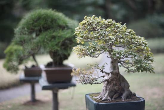 Cosa Vuol Dire Regalare Un Bonsai 1 Il significato di regalare un bonsai: un simbolo di amore e cura per la natura