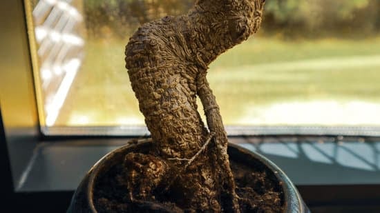 Quando Piantere Bonsai 1 Quando piantare bonsai: consigli sul momento ideale per la messa a dimora