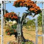 Quando Innaffiare Bonsai Ginseng Scopri quando innaffiare il bonsai ginseng per mantenerne la salute e la bellezza