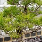 Come Si Forma Il Tronco Del Bonsai Scopri come si forma il tronco del bonsai attraverso tecniche di potatura e arrotondamento