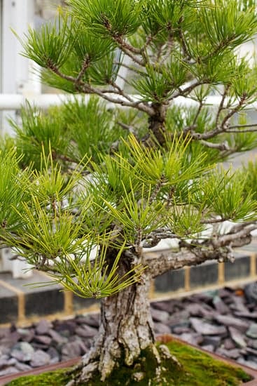 Scopri come si forma il tronco del bonsai attraverso tecniche di potatura e arrotondamento