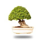Come Realizzare Un Bonsai Di Limone Guida completa su come realizzare un bonsai di limone