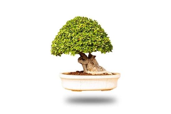 Guida completa su come realizzare un bonsai di limone