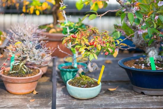 Che Temperature Supporta Un Bonsai Ulivo 1 Scopri quali temperature supporta un bonsai ulivo e come proteggerlo durante gli inverni rigidi