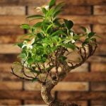 Come Travasare Bonsai Ficus Ginseng7Retusa Come travasare bonsai ficus ginseng/retusa: guida dettagliata per un trasferimento sicuro e salutare