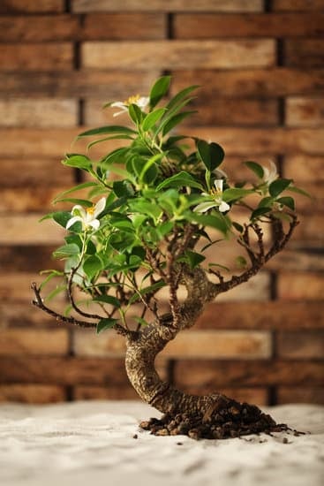 Come Travasare Bonsai Ficus Ginseng7Retusa 1 Come travasare bonsai ficus ginseng/retusa: guida dettagliata per un trasferimento sicuro e salutare