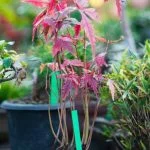 Realizza un Bonsai da talea in 5 passaggi semplici