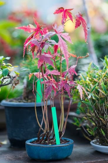 Come Fare Un Bonsai Da Una Talea 5 Realizza un Bonsai da talea in 5 passaggi semplici