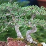 Risolvi il problema quando il bonsai perde le foglie: ecco cosa fare quando un bonsai perde le foglie