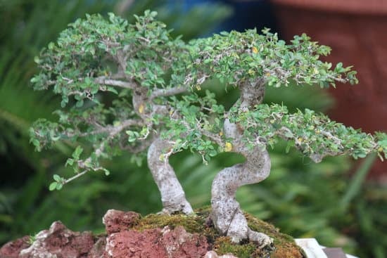 Cosa Fare Quando Un Bonsai Perde Le Foglie 1 Risolvi il problema quando il bonsai perde le foglie: ecco cosa fare quando un bonsai perde le foglie