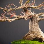 Come Costruire Rotore X Vaso Bonsai Guida dettagliata su come costruire un rotore per vaso bonsai