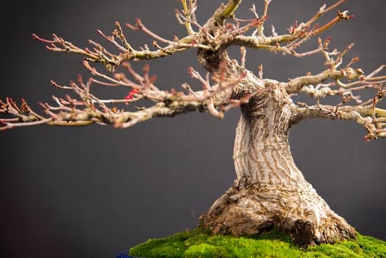 Come Costruire Rotore X Vaso Bonsai 1 Guida dettagliata su come costruire un rotore per vaso bonsai