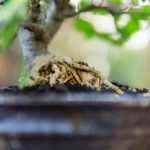 Come Potare Un Bonsai Di Limone Scopri come potare un bonsai di limone per una crescita sana e rigogliosa