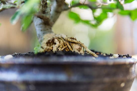 Come Potare Un Bonsai Di Limone 3 Scopri come potare un bonsai di limone per una crescita sana e rigogliosa